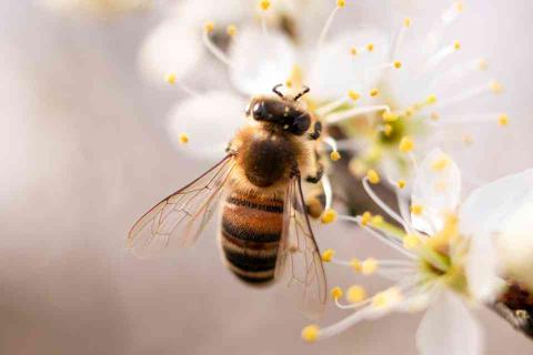 A bee pollinating a flower